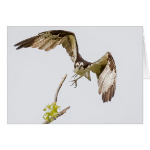 Cartão Osprey que vem em você