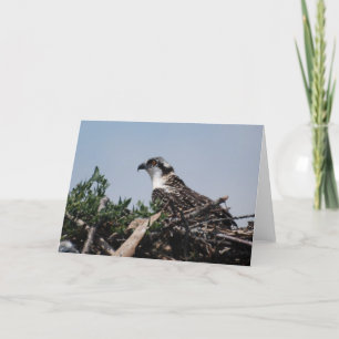Cartão Osprey Sitting on Nest Greeting Card