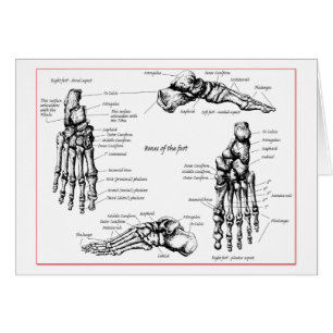 Cartão Ossos de pé