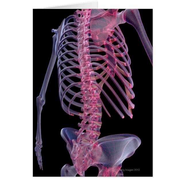 Cartão Ossos do tronco (Frente)