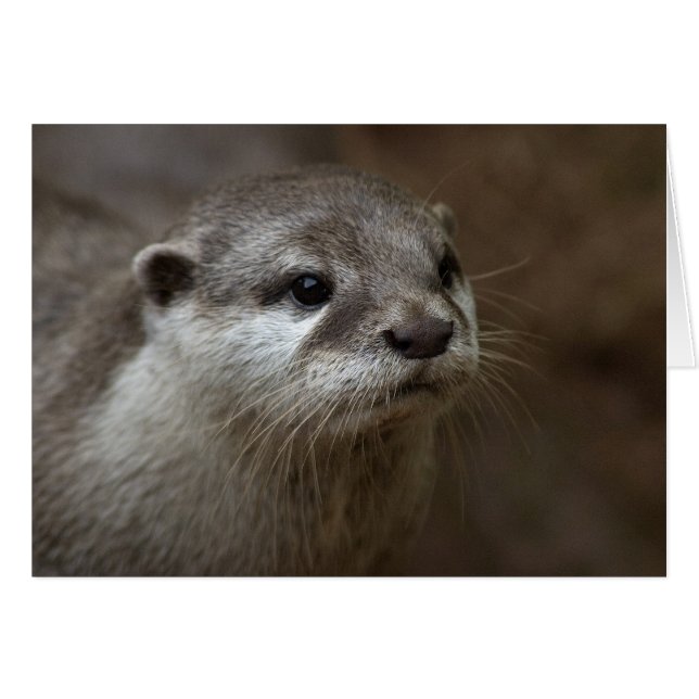 Cartão Otter (Frente Horizontal)
