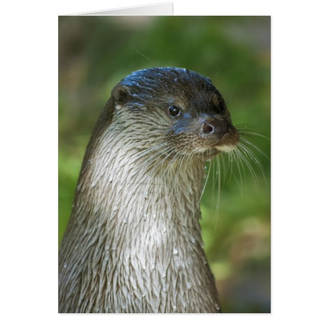 Cartão Otter (Frente)