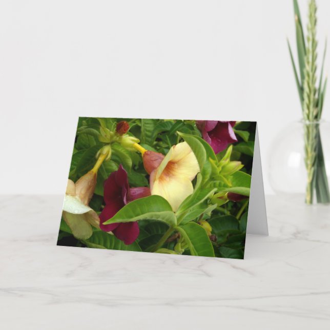 Cartão Ouro (Frente)