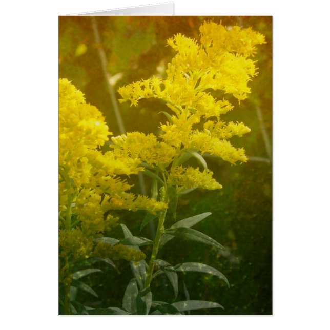 Cartão Ouro (Frente)