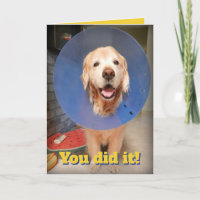 Ouro Bonito Retriever Com Cone - Parabéns