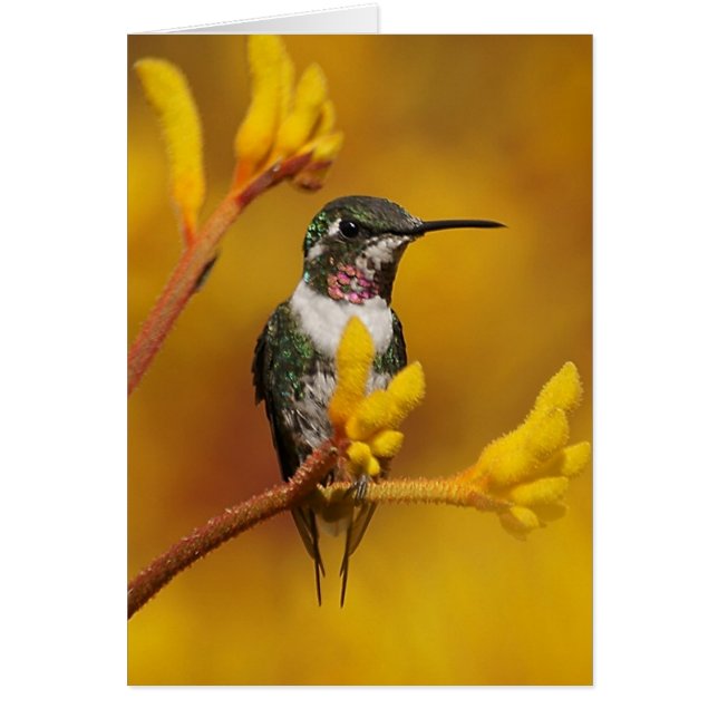 Cartão Ouro brilhante (Frente)