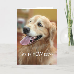 Cartão Ouro Chocado Retriever Você é Quantos Anos Velho