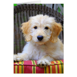 Cartão Ouro Doodle Puppy