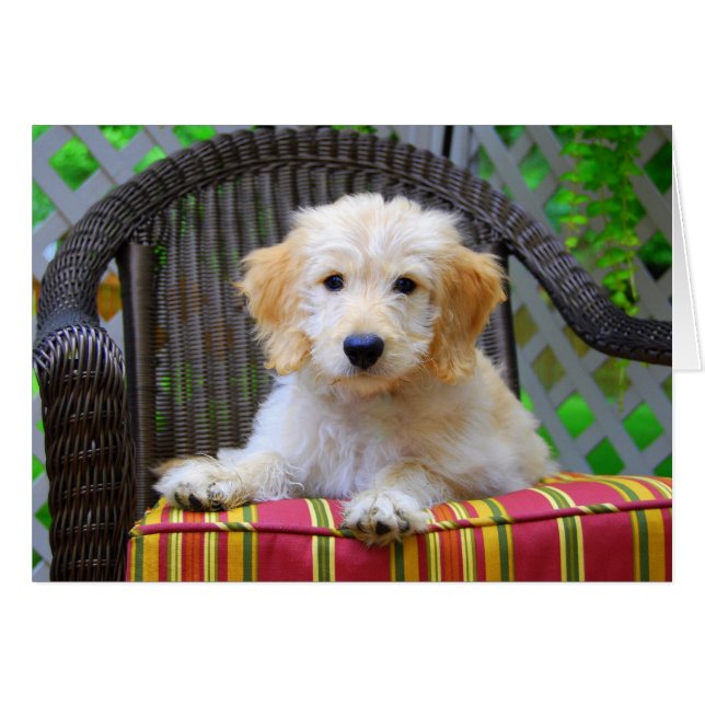 Cartão Ouro Doodle Puppy (Frente Horizontal)