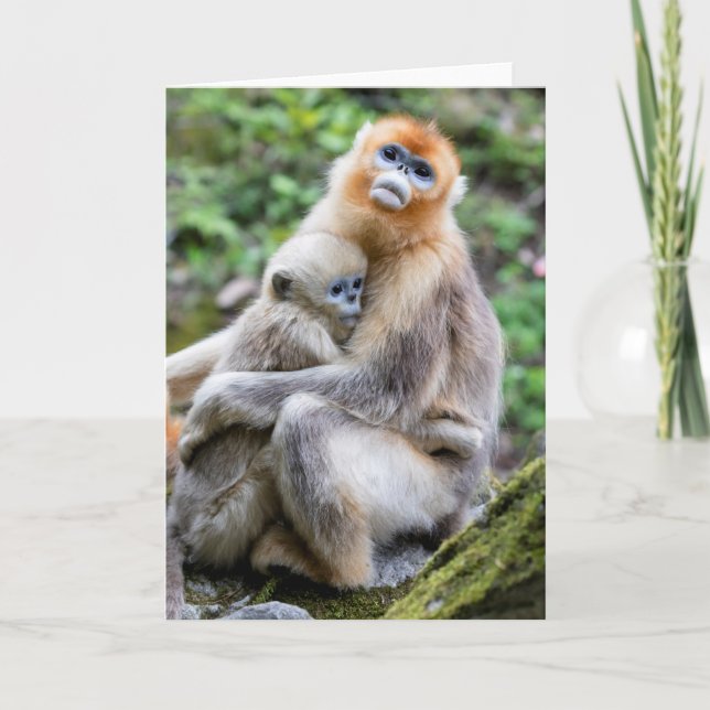 Cartão Ouro Macaco Snub Nosed com Bebê (Frente)