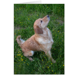 Cartão Ouro na grama