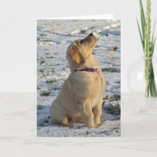 Cartão Ouro Pup Neve