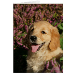 Cartão Ouro Retreiver Puppy