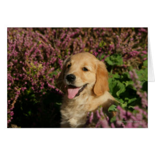 Cartão Ouro Retreiver Puppy