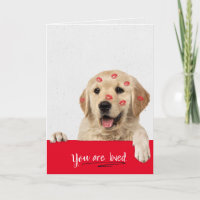 Ouro Retriever beija aniversário de batom