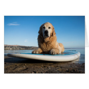 Cartão Ouro Retriever Cachorro Deitado Em Um Conselho