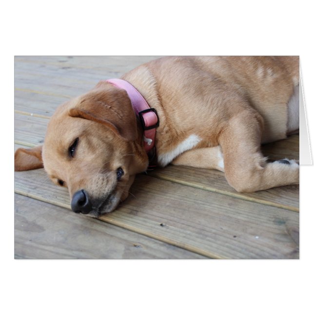 Cartão Ouro Retriever Cão 3 (Frente Horizontal)