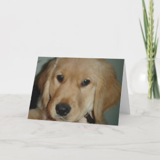 Cartão Ouro Retriever Puppy