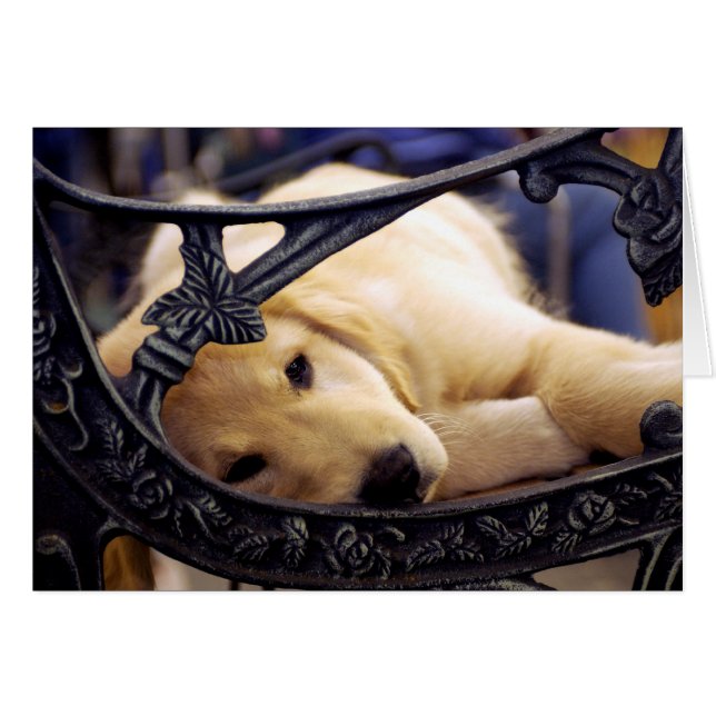 Cartão Ouro Retriever Puppy (Frente Horizontal)