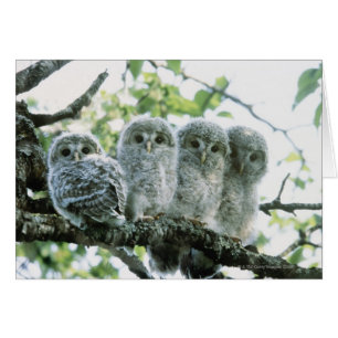 Cartão Ouro ural. Ikeda-machi, Hokkaido, Japão