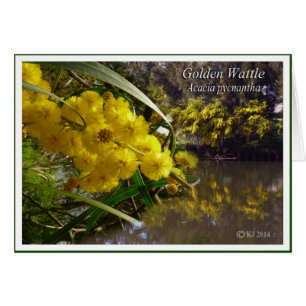 Cartão Ouro Wattle - Acacia pycnantha