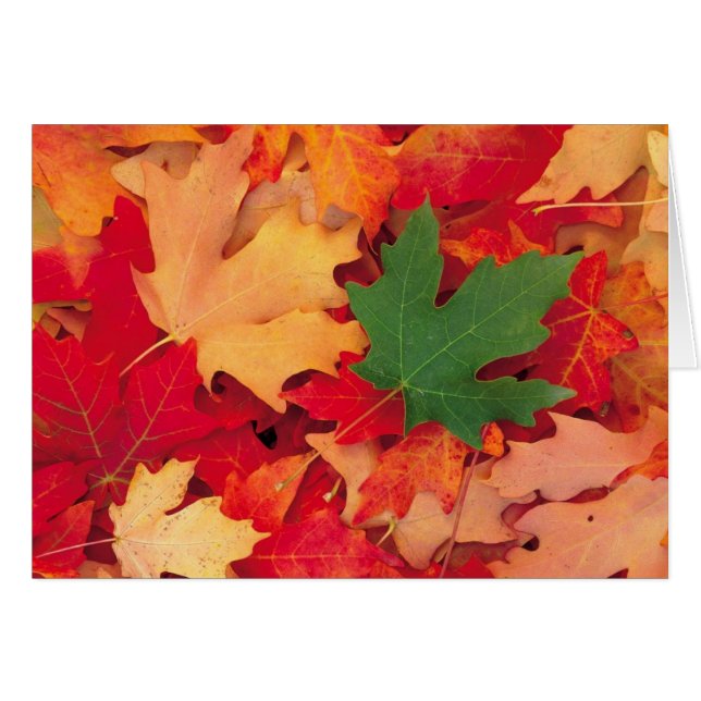 Cartão outono (15) (Frente Horizontal)