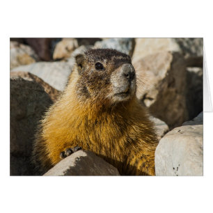 Cartão Outro Retrato Marmot