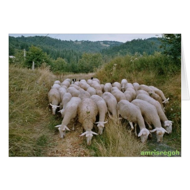 Cartão ovelha (Frente Horizontal)