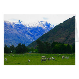 Cartão ovelha de campo nz