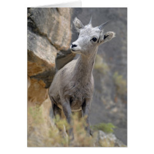 Cartão Ovelha do Bighorn do deserto