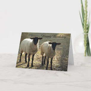 Cartão Ovelha Suffolk Feliz Aniversário de Nós para Você!