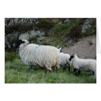 Cartão Ovelhas e borregos em Northumberland Inglaterra