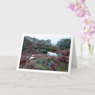 Cartão Ovelhas na Montanha