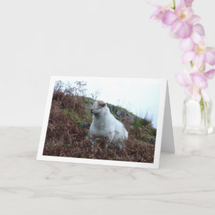 Cartão Ovelhas no Vale de Cwm Llan