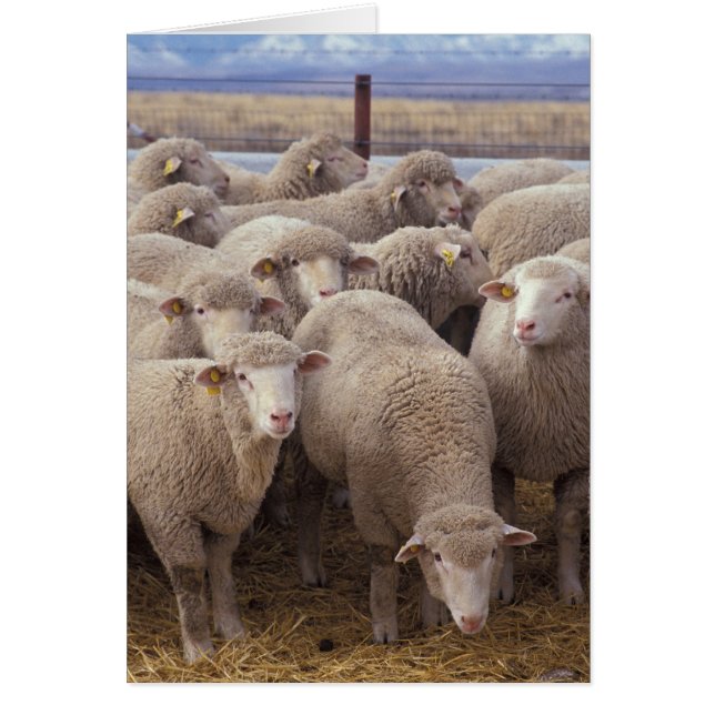 Cartão Ovinos (Frente)