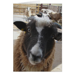 Cartão Ovinos