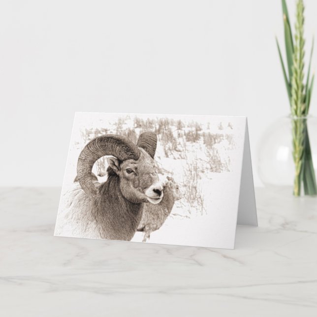 Cartão Ovinos BigHorn (Frente)