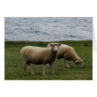 Cartão Ovinos de longa lã em costa remota a sul do devon