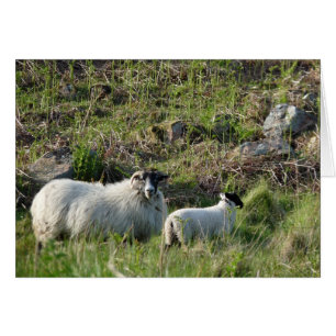 Cartão Ovinos e Lamb em Northumberland Inglaterra