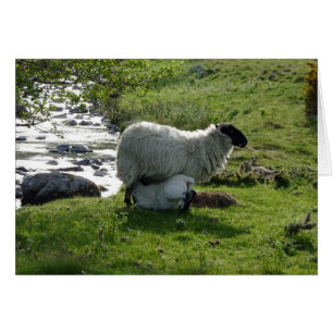 Cartão Ovinos e Lamb em Northumberland Inglaterra
