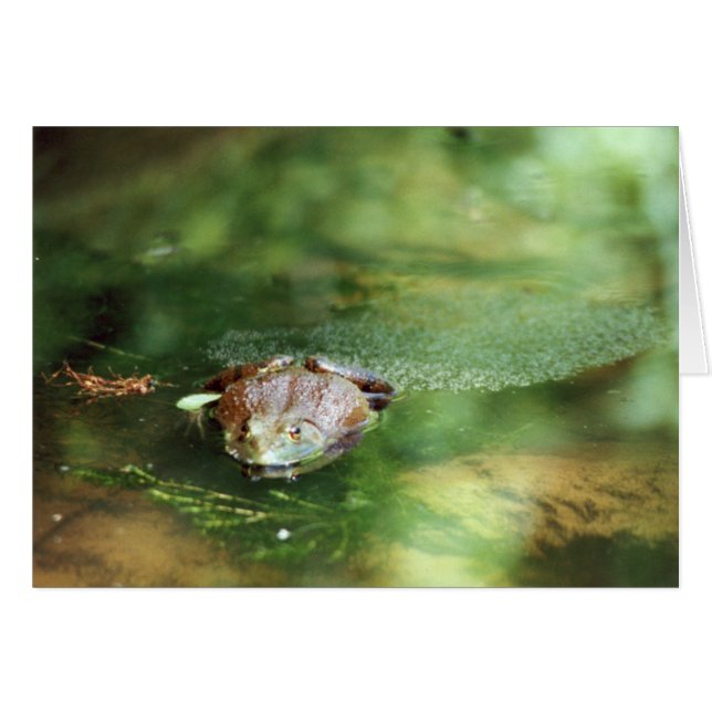 Cartão Ovos Para Colagem De Rãs De Bolso (Frente Horizontal)