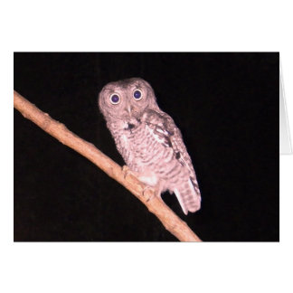 Cartão Owl