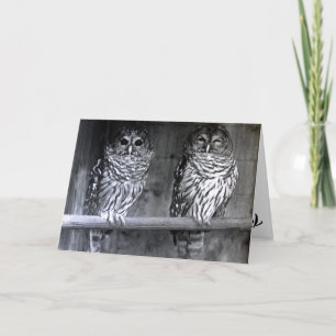 Cartão Owl Photograph Greeting Cards