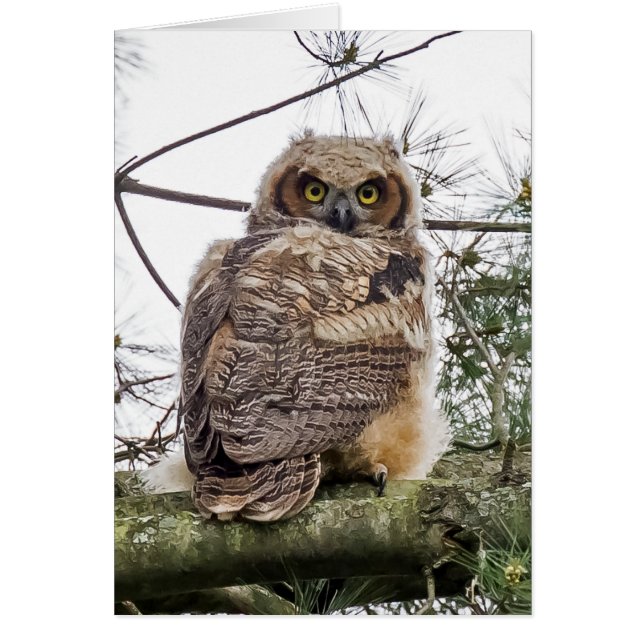 Cartão Owlet Em Uma Ramificação De Pino (Frente)
