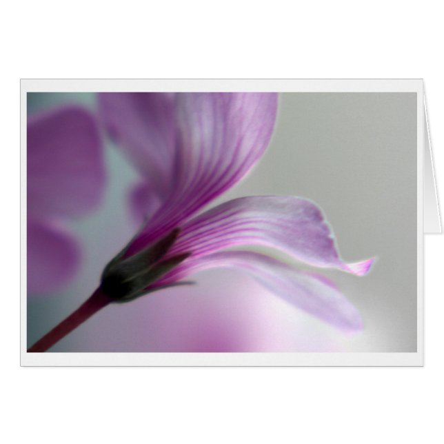 Cartão Oxalis (Frente Horizontal)