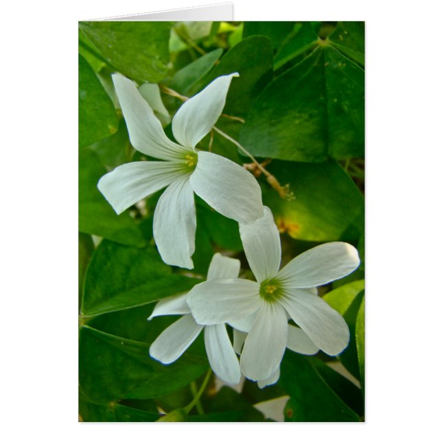 Cartão Oxalis Branco Flores (Frente)