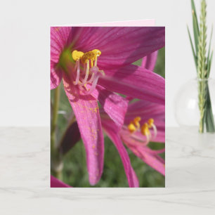 Cartão Oxblood Lily