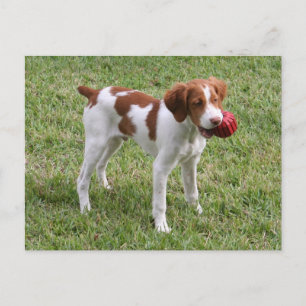 Cartão "oxidado" do filhote de cachorro de