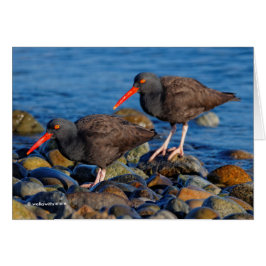 Cartão Oystercatcher Preto Ver Oystercatcher Preto Do
