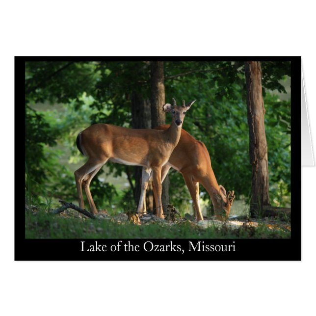 Cartão Ozark Deer (Título) (Frente horizontal)